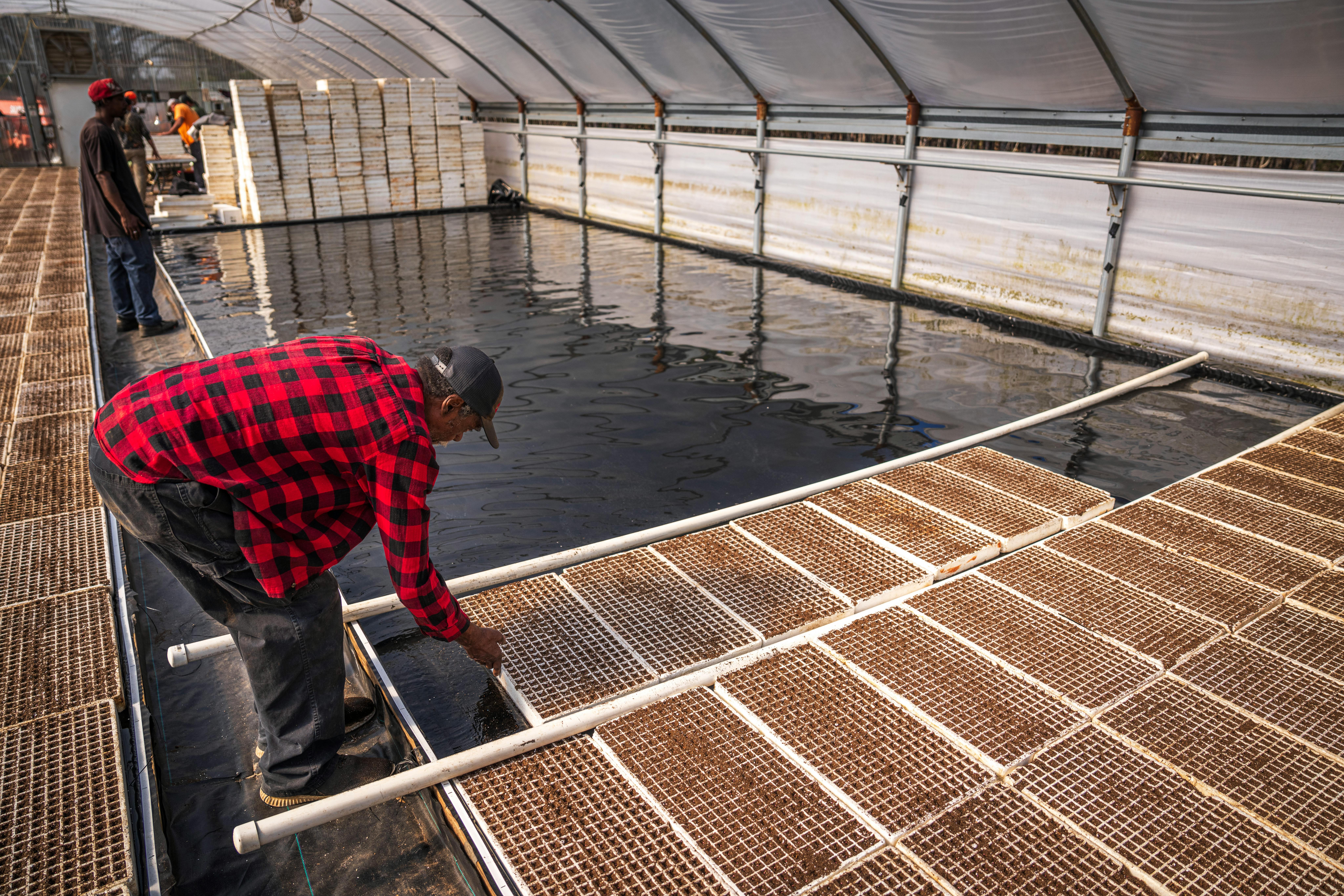 Aquaponics farm in full operation