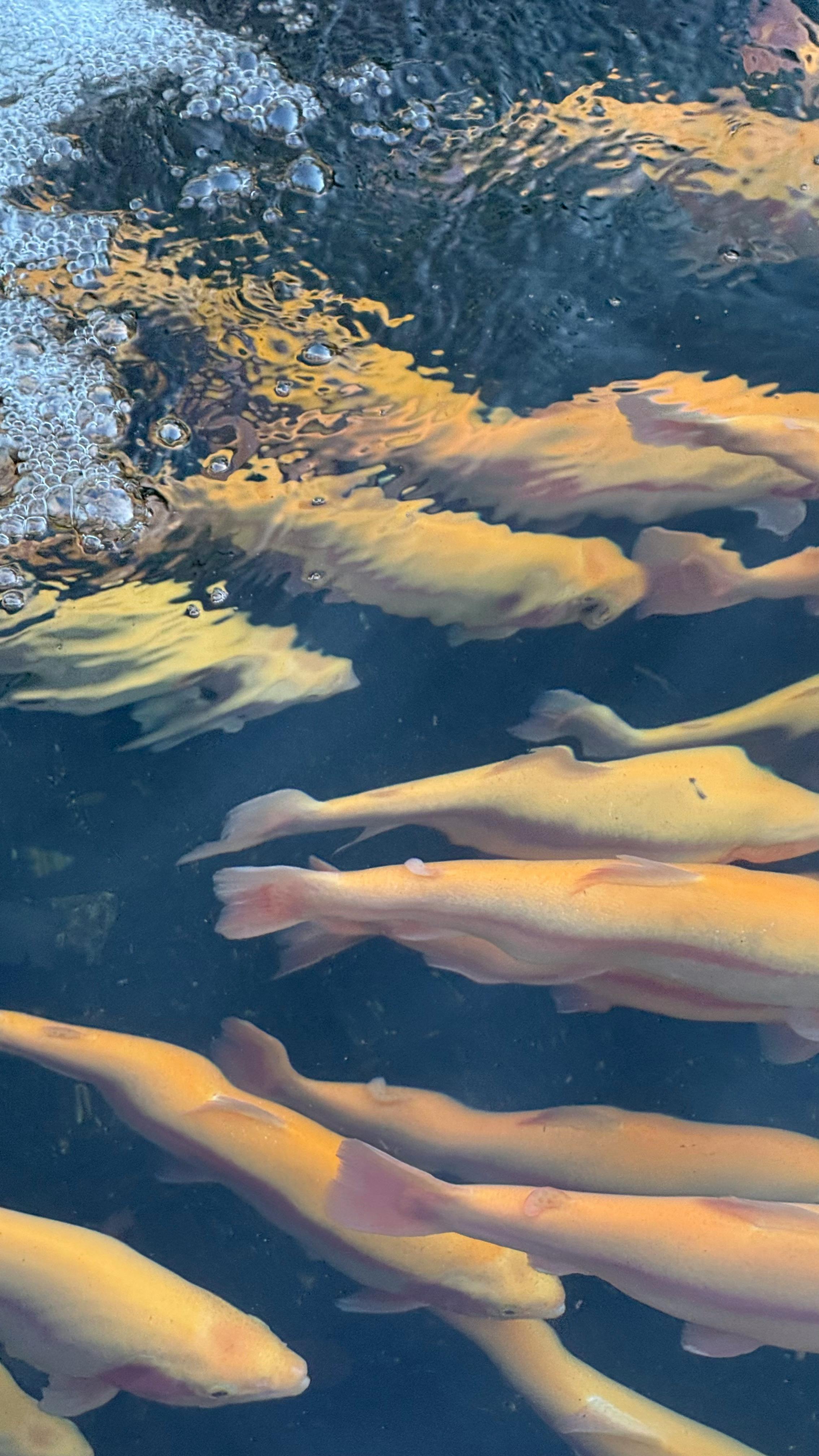 Fish thriving in an aquaponics farm tank